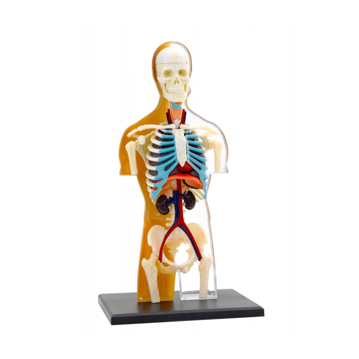 kit-stem-anatomia-corpului-uman3
